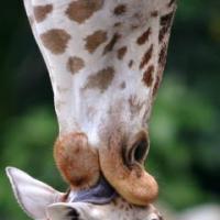 girafa-beijando-filhote